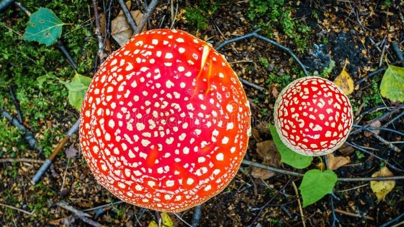 Champignon amanita photo libre de droits