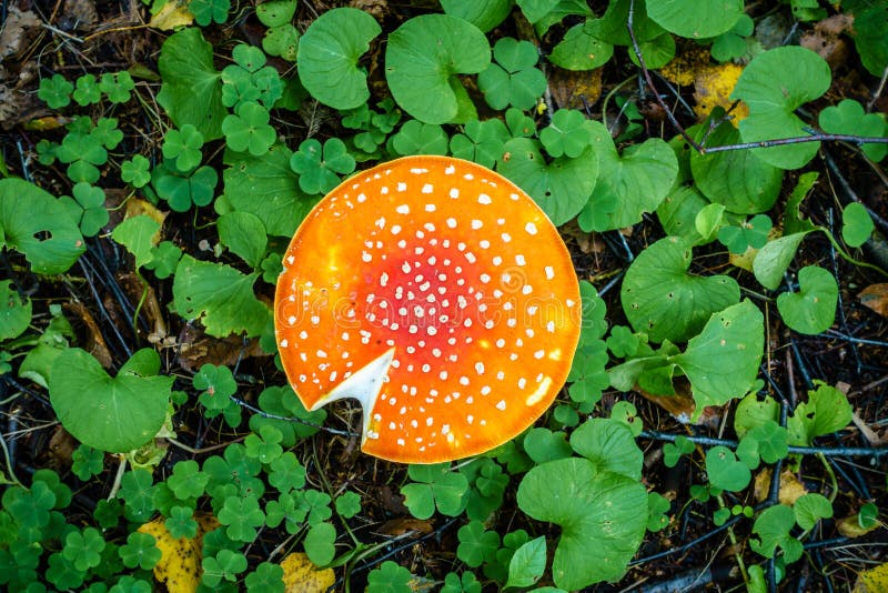 Champignon amanita photo stock
