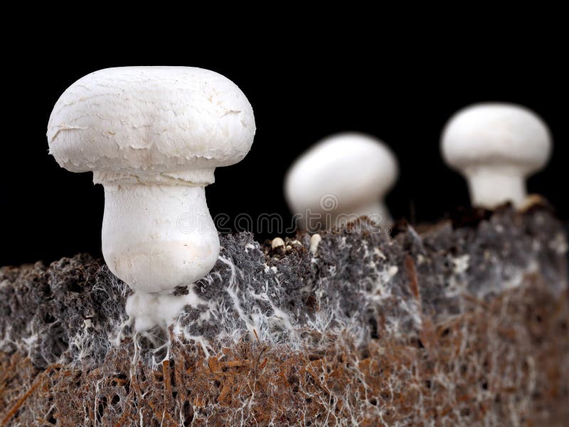 Champignon Blanc Agaricus Bisporus Ou Champignon Avec Mycélium