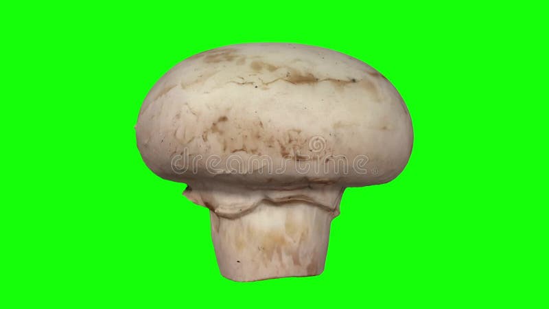 Champignon Sous La Pluie Banque D'Images et Photos Libres De