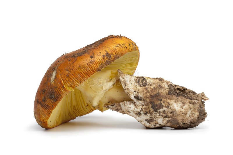 Champignon comestible frais d'amanite images libres de droits