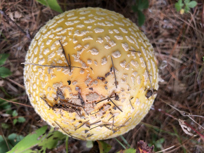Champignon d'Amanita photographie stock libre de droits