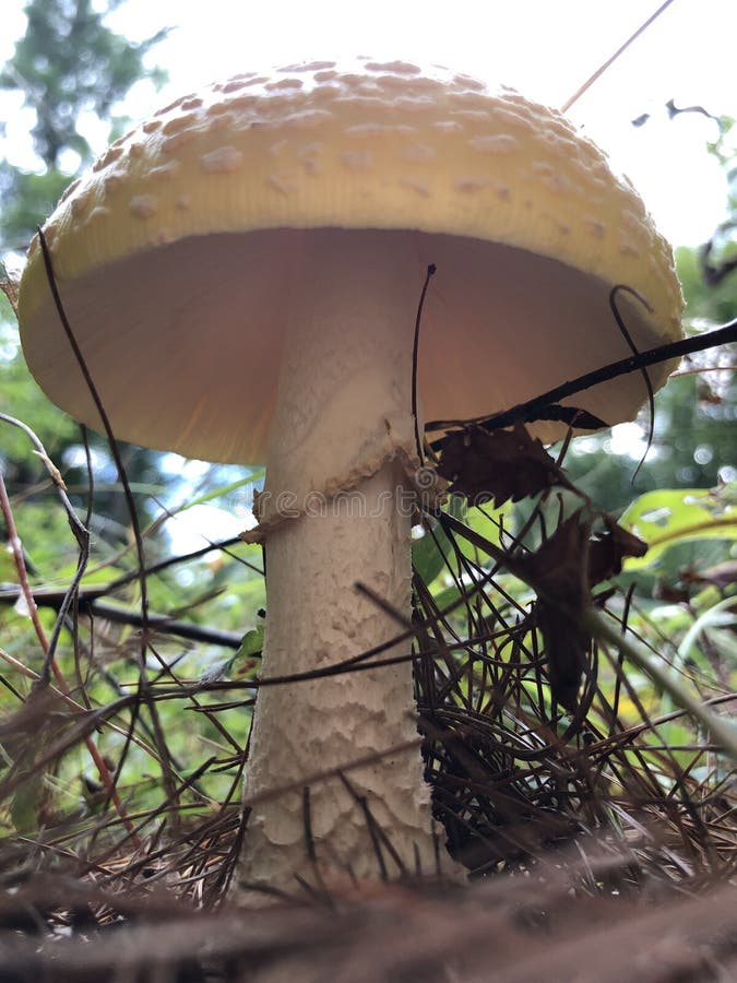 Champignon d'Amanita image stock