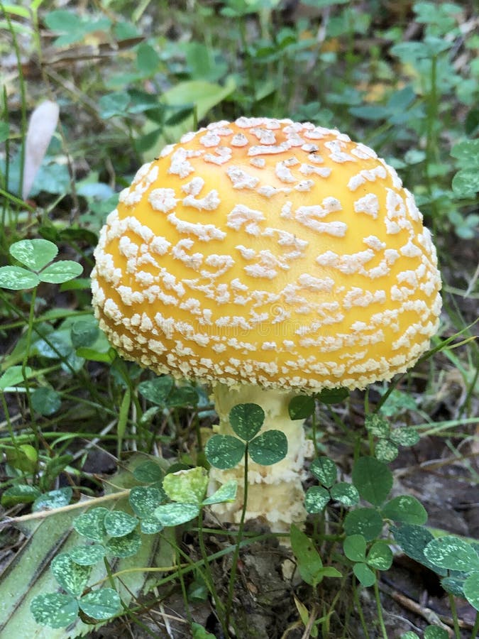Champignon d'Amanita photos stock