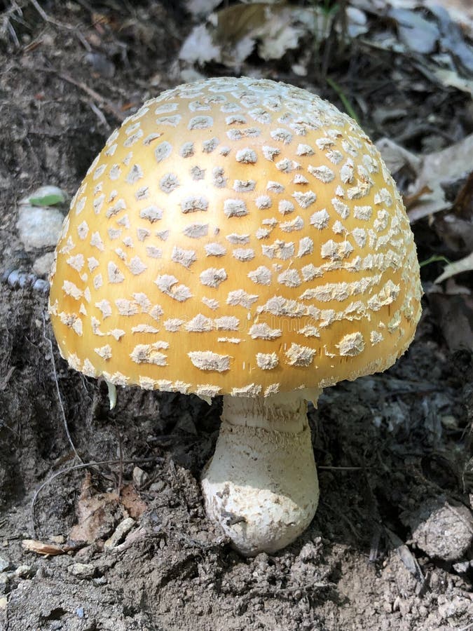 Champignon d'Amanita photo stock