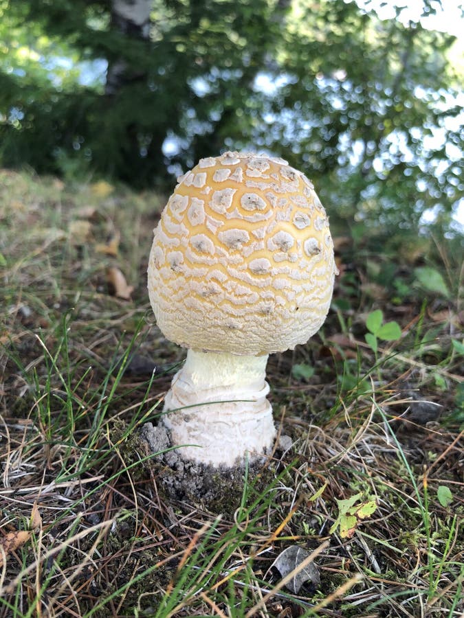 Champignon d'Amanita image libre de droits