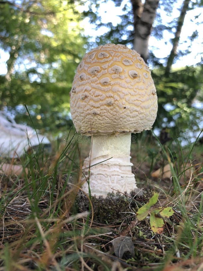 Champignon d'Amanita image stock