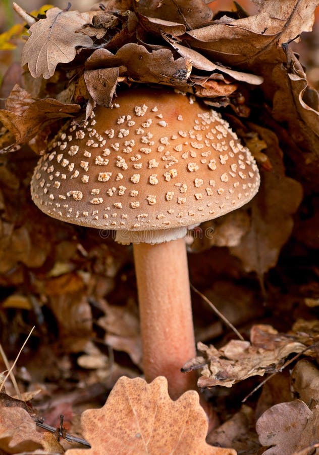 Champignon d'amanite image stock