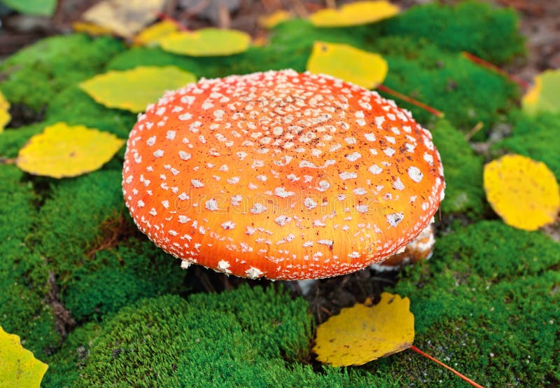 Champignon d'amanite image libre de droits