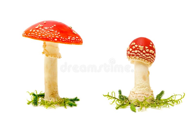 Champignon d'amanite d'agaric de mouche ou de mouche sur un fond blanc image stock