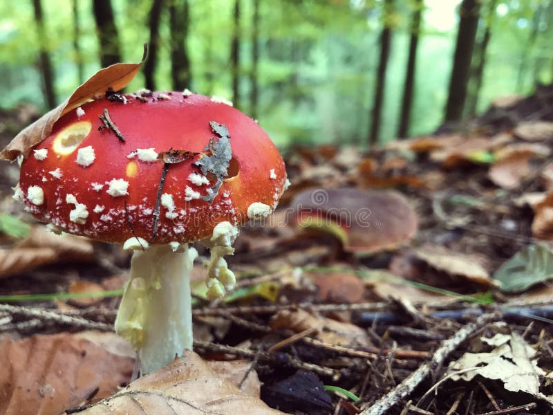 Champignon d'amanite blanc-pointillé par rouge dans la forêt d'automne photo libre de droits