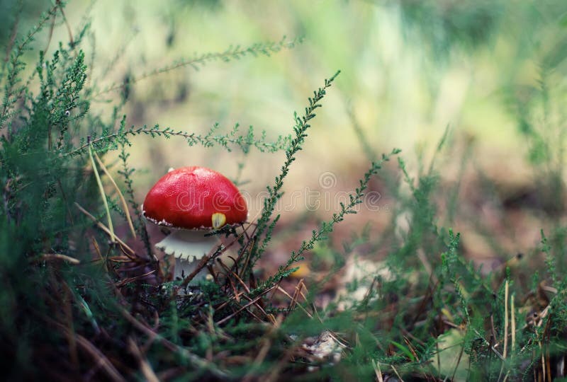 Champignon d'amanite dans l'herbe images stock