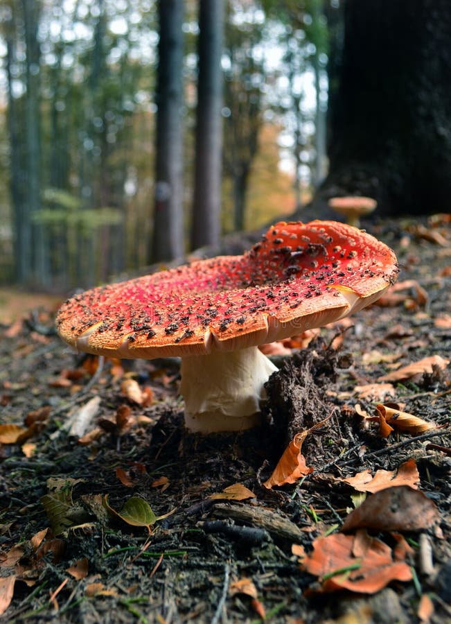 Champignon d'amanite dans la forêt photographie stock libre de droits