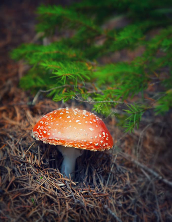 Champignon d'amanite dans la forêt d'automne images libres de droits