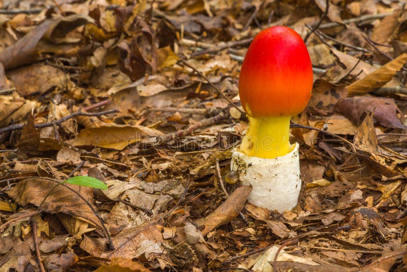 Champignon d'amanite de Caesars d'Américain s'élevant dans le sauvage image stock