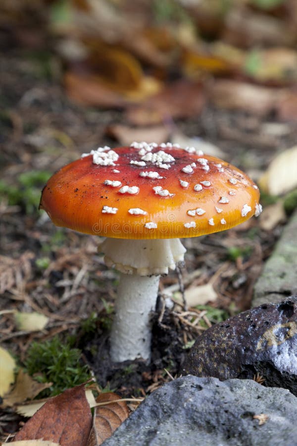 Champignon frais d'amanite de mouche dans les bois