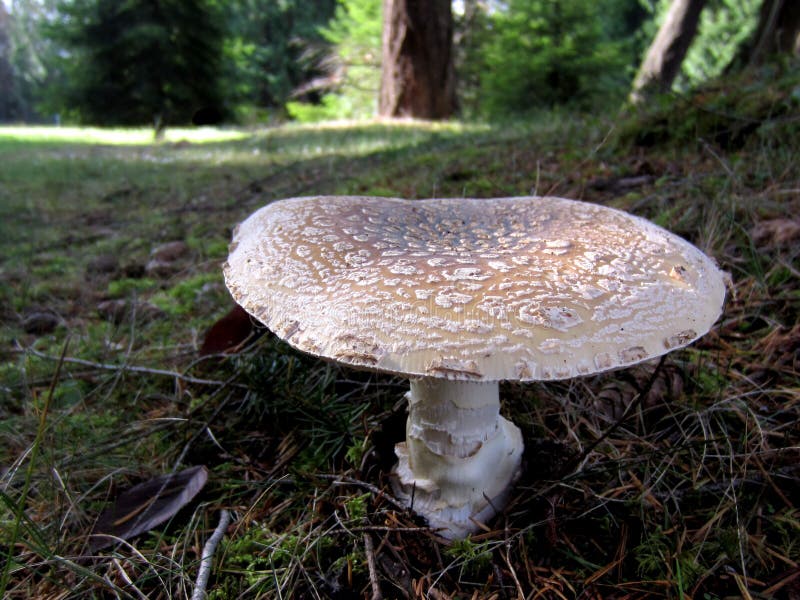 Champignon d'amanite de panthère - pantherina d'amanite photo libre de droits