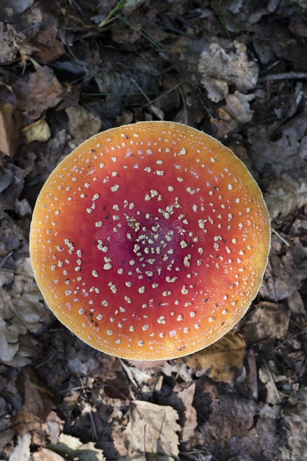 Champignon d'amanite vu d'en haut photographie stock