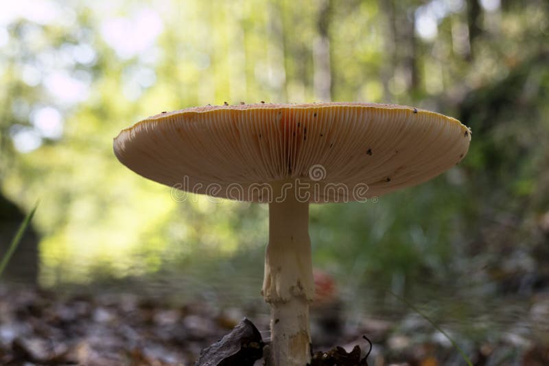 Champignon d'amanite vu de dessous images libres de droits