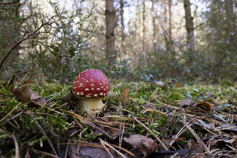 Champignon d'amanite élevant les bois photographie stock libre de droits