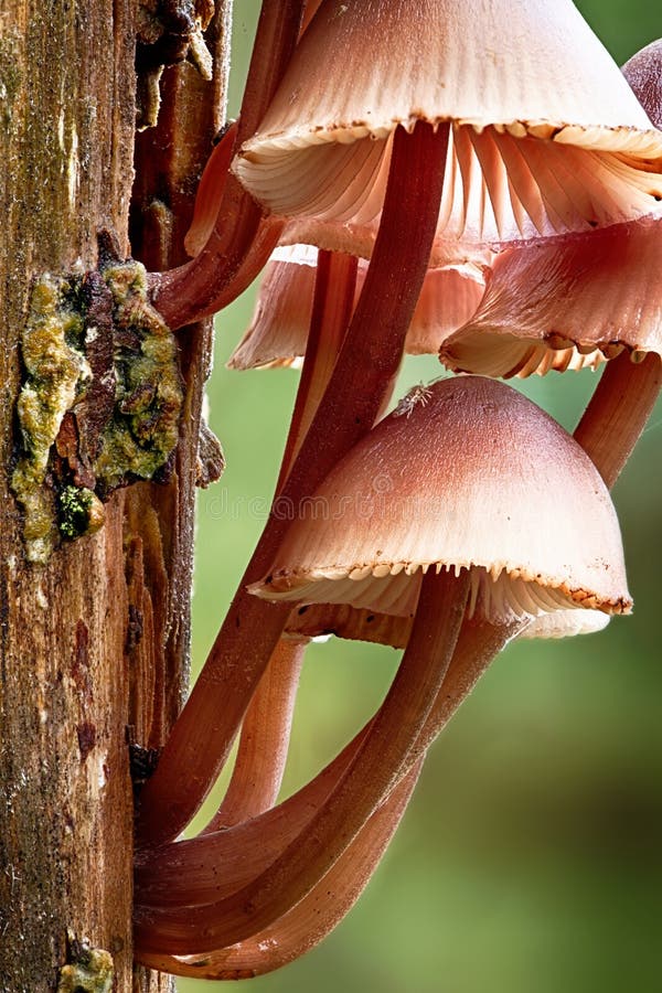 Mycena inclinata mushroom growing on a tree. Mycena inclinata mushroom growing on a tree