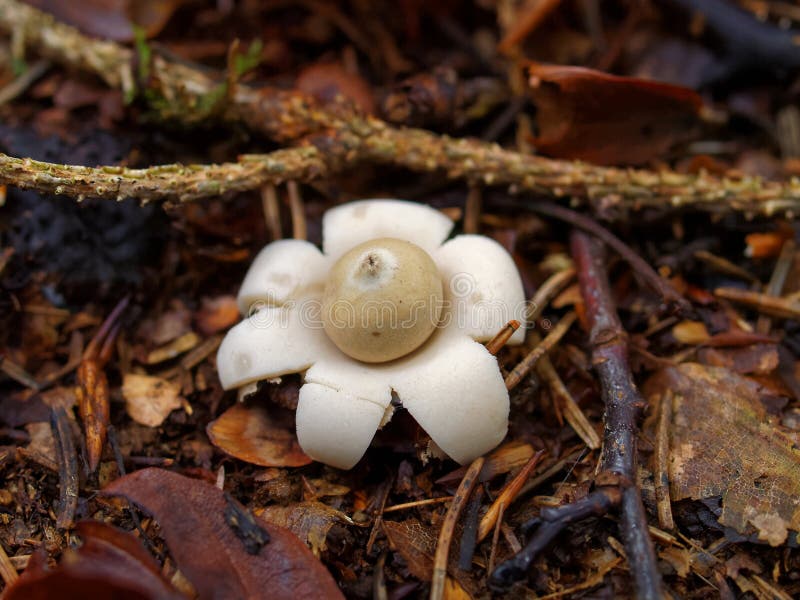 The inedible mushroom Sessile Earthstar growing on the ground in mulch. Nature details in German woods at fall. The inedible mushroom Sessile Earthstar growing on the ground in mulch. Nature details in German woods at fall.