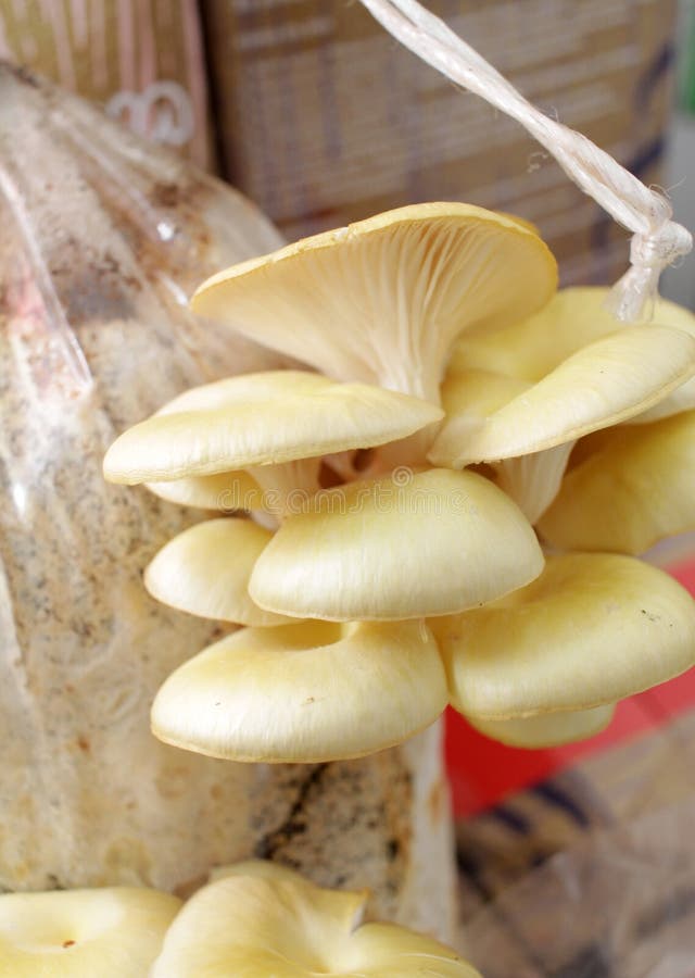 Champignon d'hu?tre Champignons, ostreatus de Pleurotus, mushroomgroup Texture de fond de Champignion Chambre pour des champignon images stock Champignon d'hu?tre Champignons, ostreatus de Pleurotus, mushroomgroup Texture de fond de Champignion Chambre pour des champignon images stock