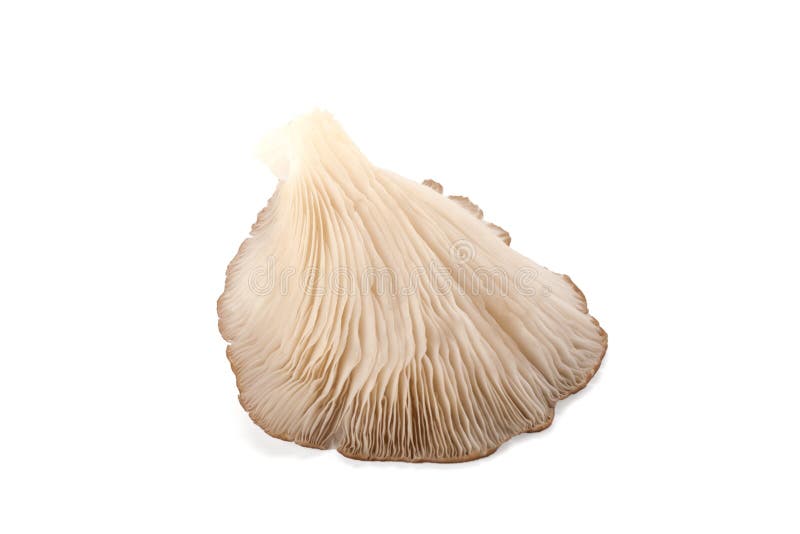 Oyster mushroom isolated on white background. Oyster mushroom isolated on white background