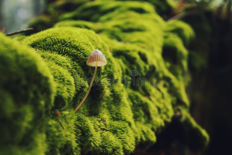 Mushroom in summer green forest (Mycena erubescens). Mushroom in summer green forest (Mycena erubescens)