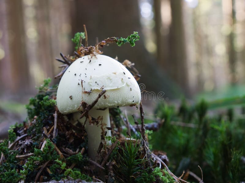 Champignon de couche citron d'amanite photo stock
