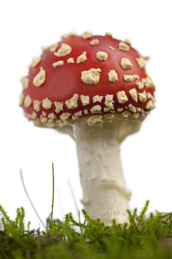 Champignon de couche d'agaric de mouche ou d'amanite de mouche images libres de droits