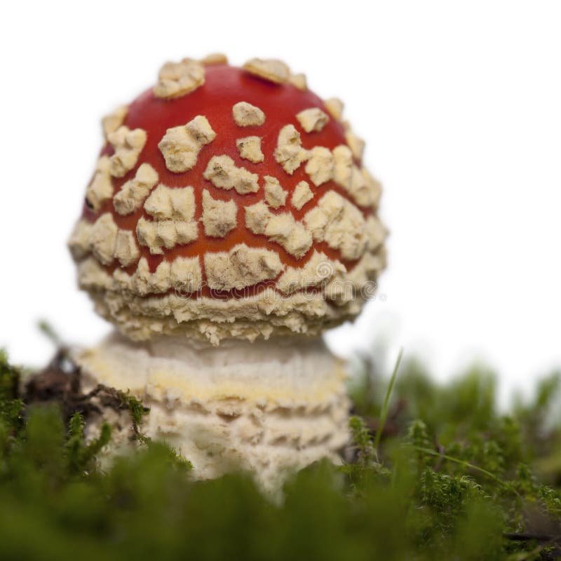 Champignon de couche d'agaric de mouche ou d'amanite de mouche photo stock