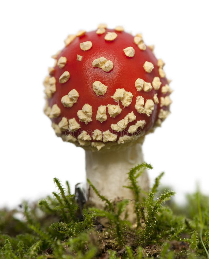Champignon de couche d'agaric de mouche ou d'amanite de mouche images stock