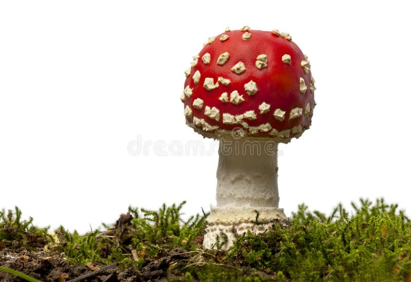 Champignon de couche d'agaric de mouche ou d'amanite de mouche images stock