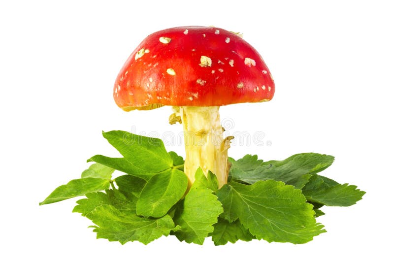 Champignon de couche d'amanite photo libre de droits
