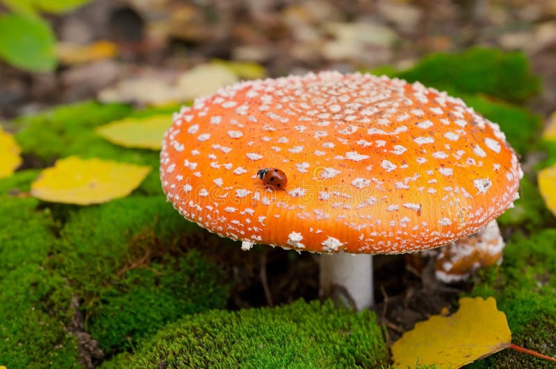 Champignon de couche d'amanite images libres de droits