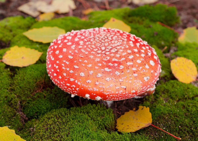 Champignon de couche d'amanite image libre de droits