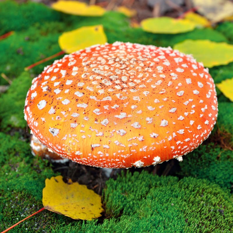 Champignon de couche d'amanite images stock