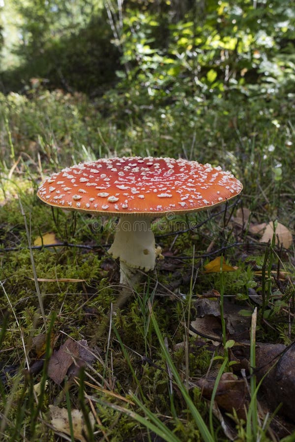 Champignon de couche d'amanite photo stock