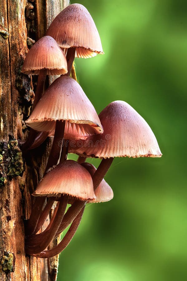 Mycena inclinata mushroom growing on a tree close up. Mycena inclinata mushroom growing on a tree close up