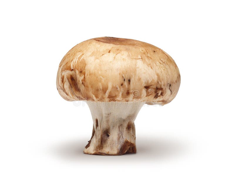 Champignon de couche de châtaigne photo libre de droits Champignon de couche de châtaigne photo libre de droits