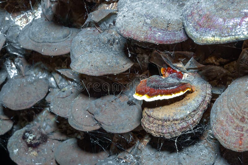 Champignon de couche de Lingzhi photographie stock libre de droits Champignon de couche de Lingzhi photographie stock libre de droits
