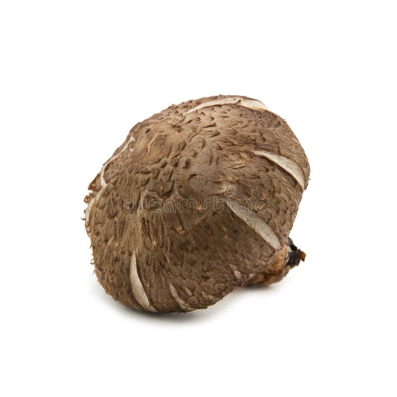 Champignon de couche de Shiitake frais image libre de droits Champignon de couche de Shiitake frais image libre de droits
