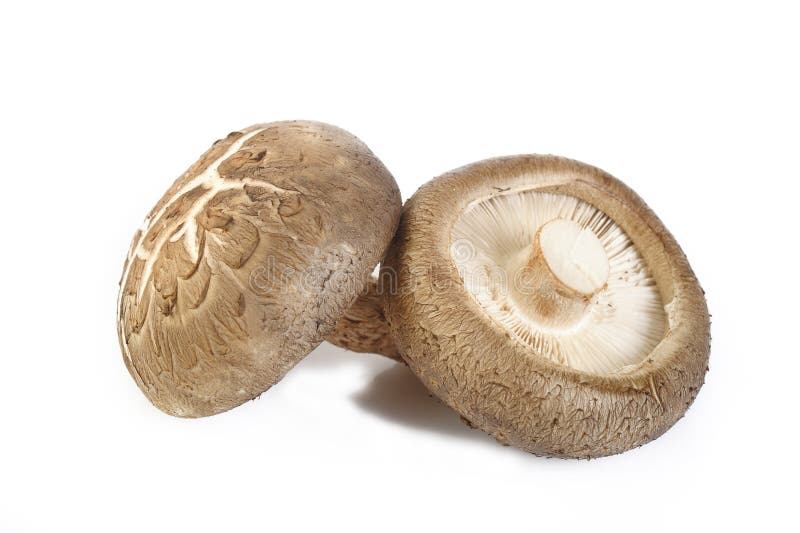 Champignon de couche de Shiitake frais photos libres de droits Champignon de couche de Shiitake frais photos libres de droits