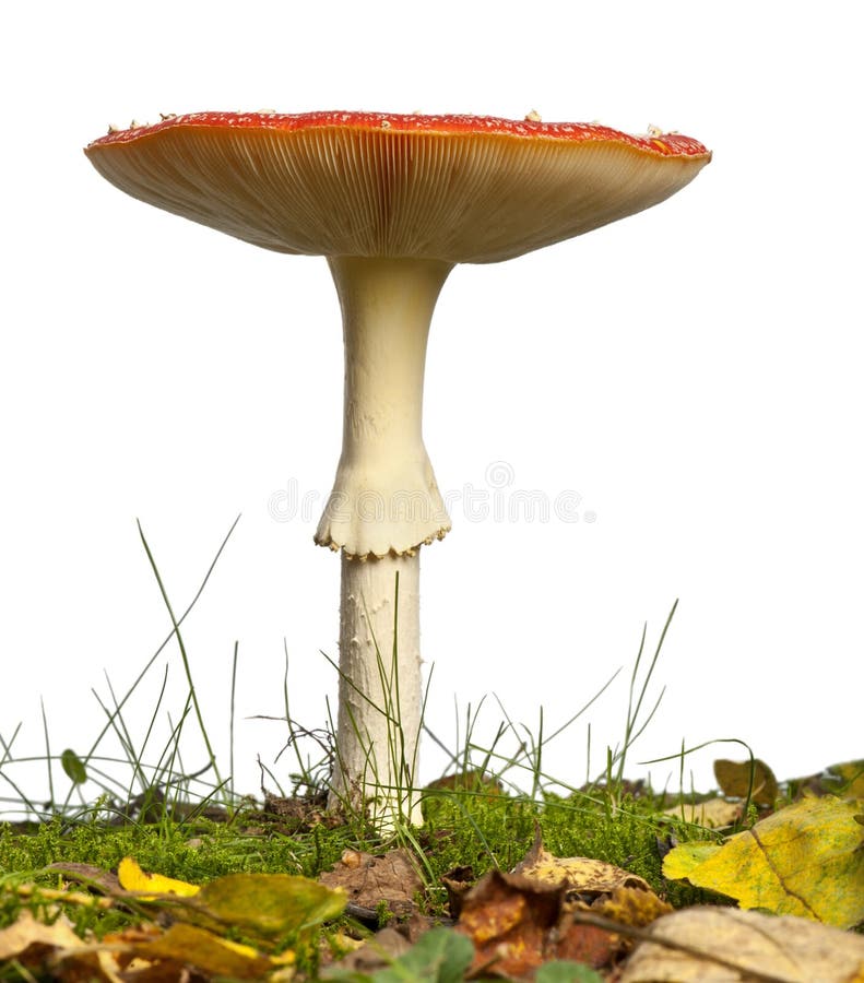 Champignon de couche mûr d'agaric de mouche ou d'amanite de mouche photos stock
