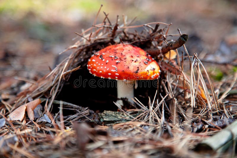 Champignon de couche rouge d'amanite photos stock