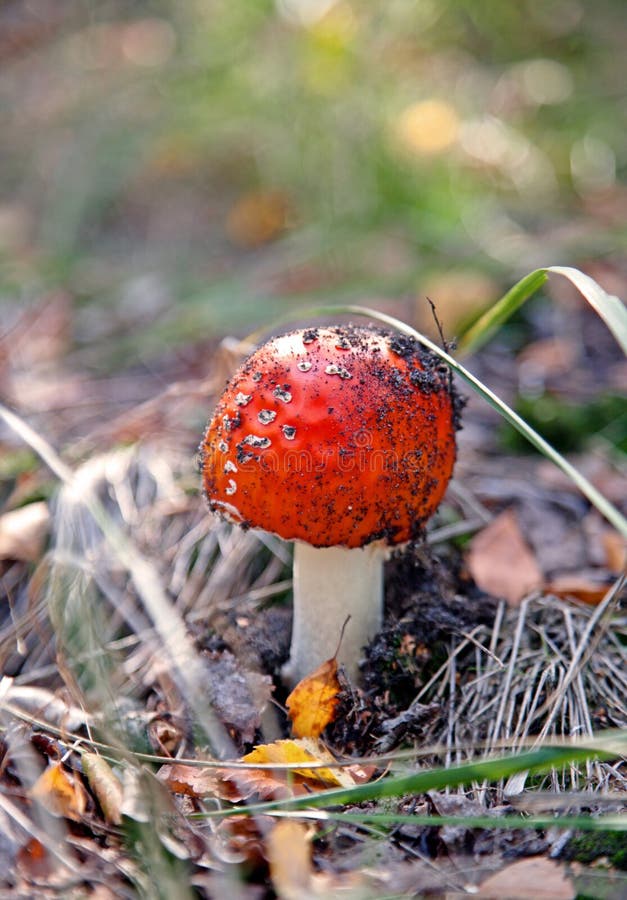 Champignon de couche rouge d'amanite photos stock