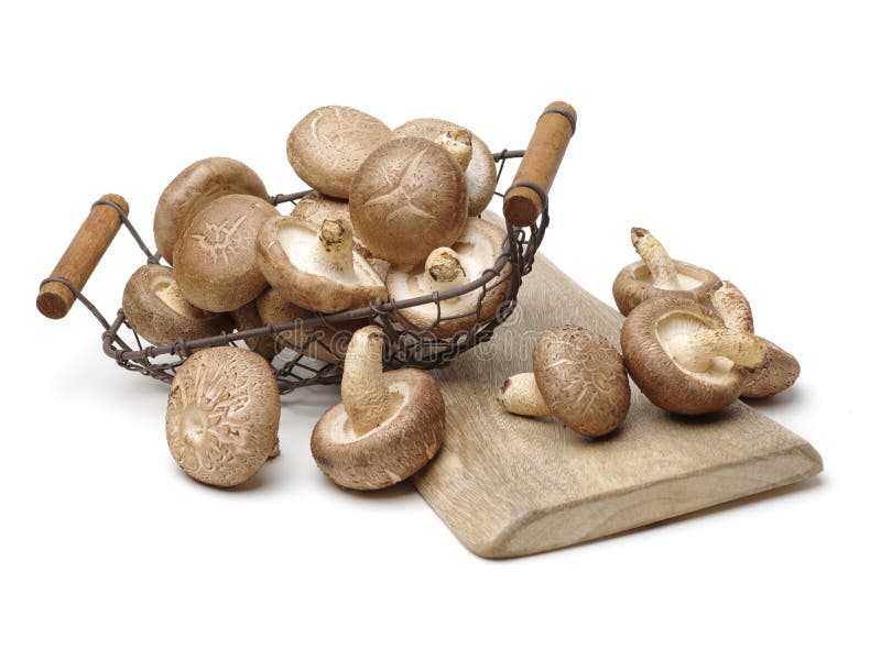 Champignon de couche de Shiitake frais images libres de droits Champignon de couche de Shiitake frais images libres de droits
