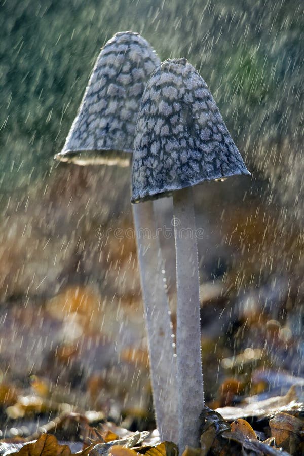 Champignon Sous La Pluie Banque D'Images et Photos Libres De