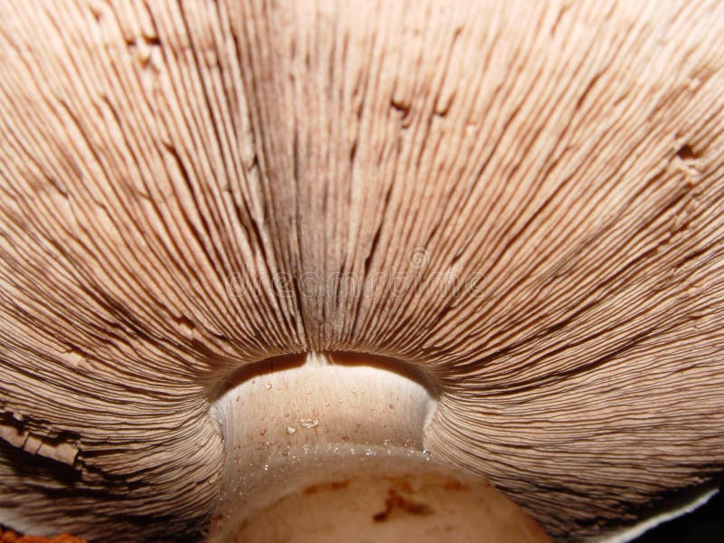 Champignon de couche très grand photos libres de droits Champignon de couche très grand photos libres de droits